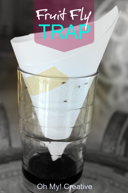 Fruit Fly Trap