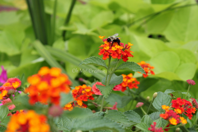 Photo Friday #1 – Bee-autiful Summer Flowers