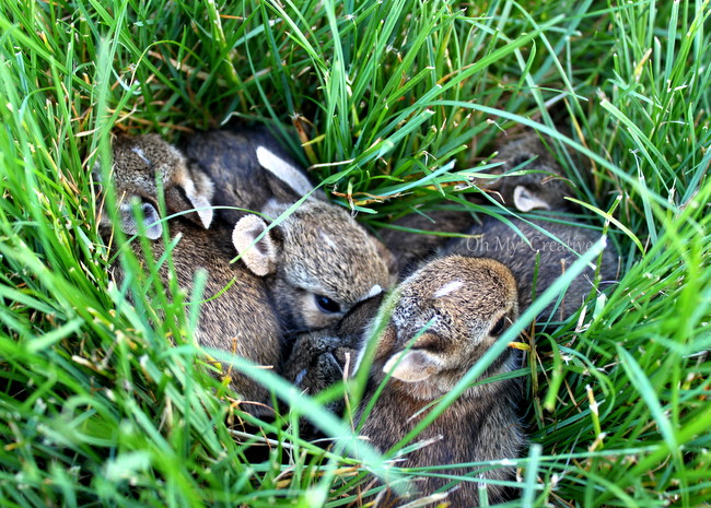 Baby Bunnies Nesting in the yard - Oh My! Creative