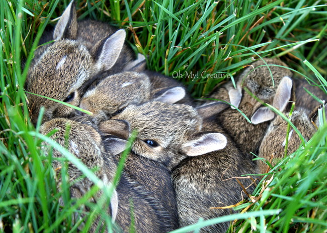 Baby Bunnies Nesting in the yard - Oh My! Creative