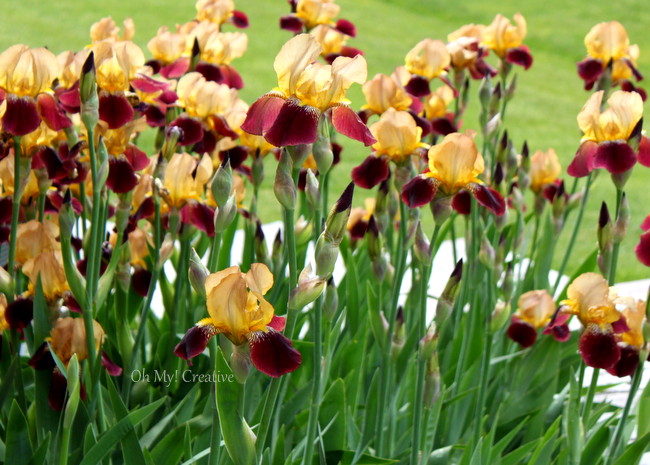 Photo Friday #4 – Blooming Iris