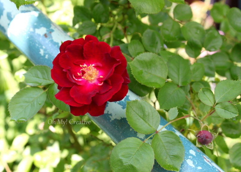 Photo Friday #6 – Wild Red Rose