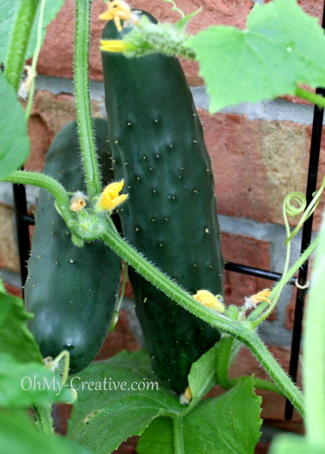 Grow Cucumbers On A Trellis