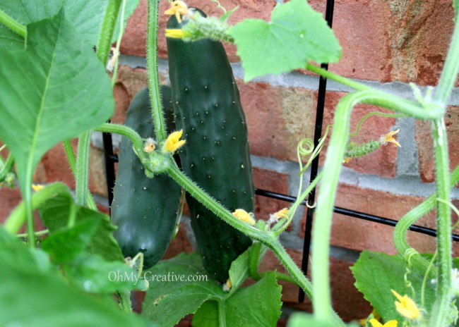 Small Space Gardening – Grow Cucumbers On A Trellis