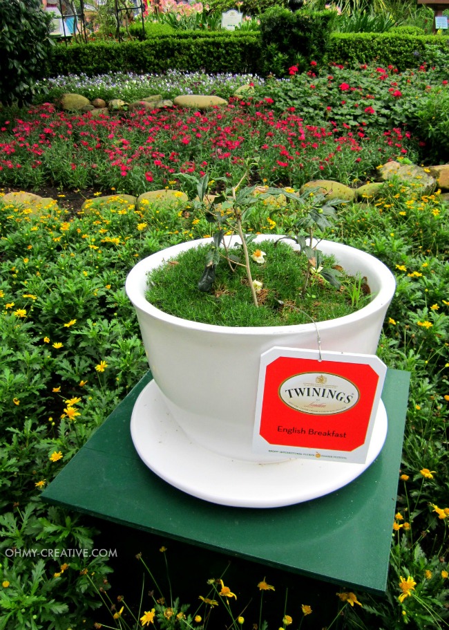 Teacup Planter Epcot International Flower and Garden Festival  |  OHMY-CREATIVE.COM