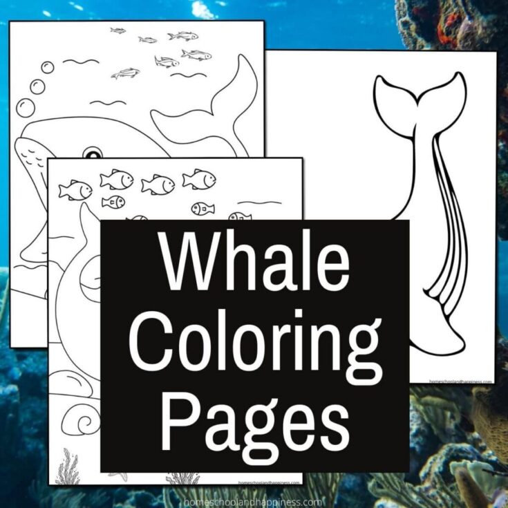 Image for Whale Coloring Pages