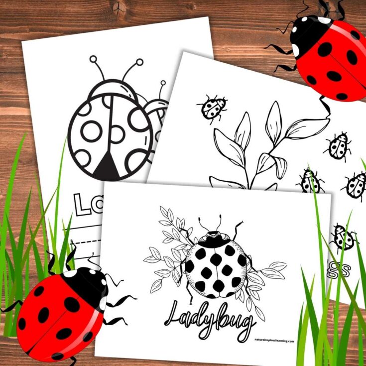 Image for Ladybug Coloring Pages 
