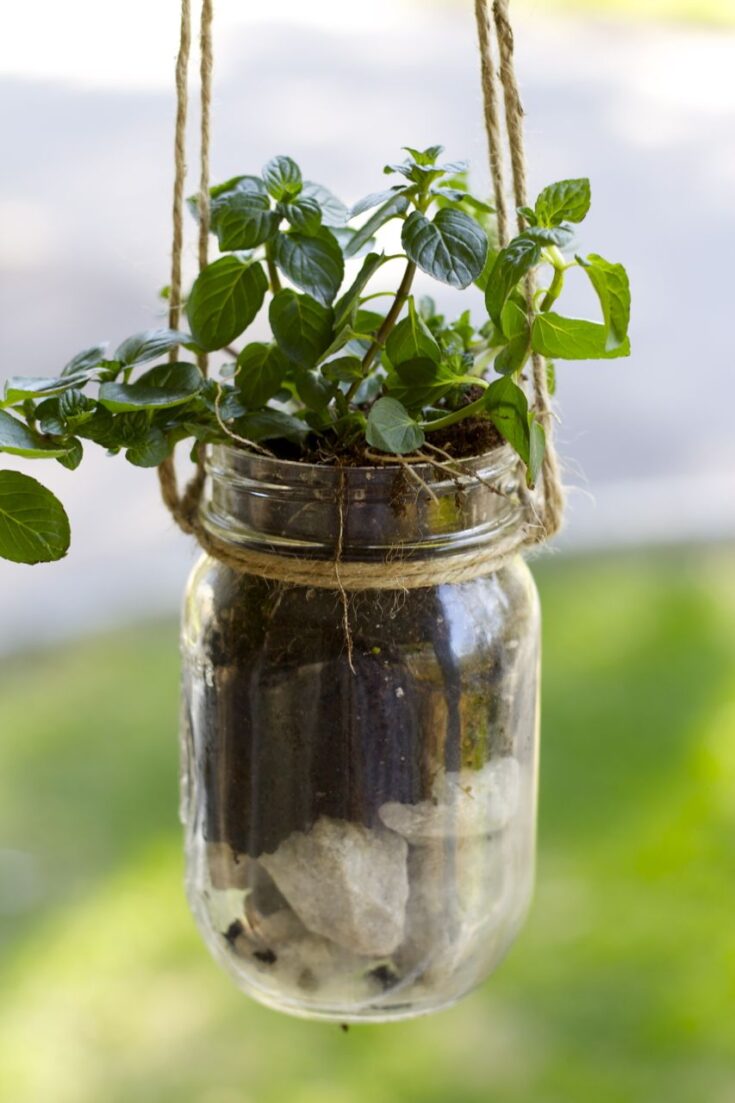 Image for Mason Jar Hanging Herb Planter